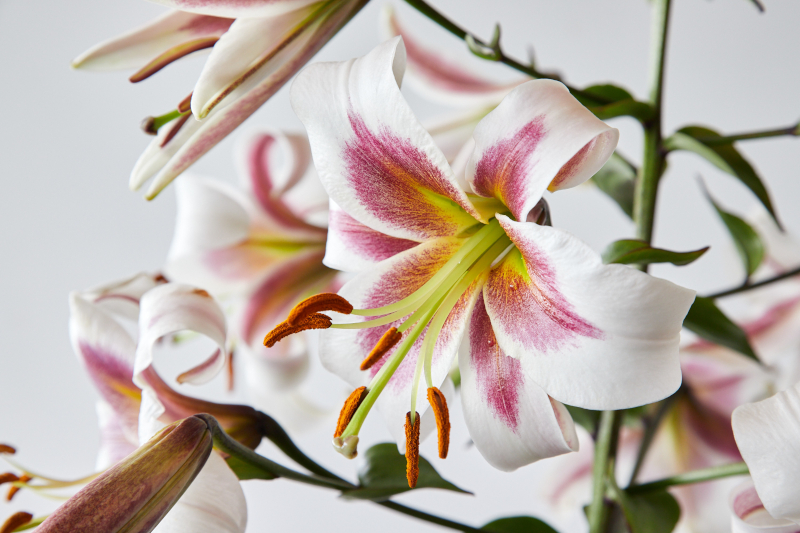 86-147 Lilium